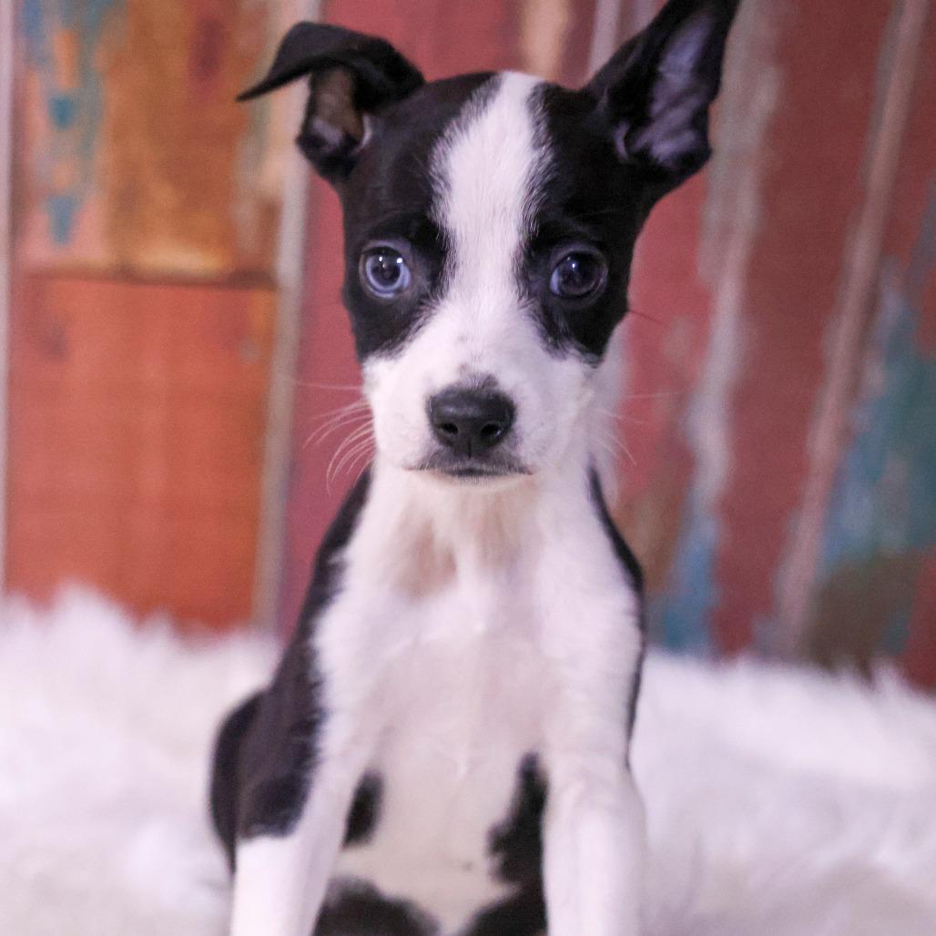 Solstice, Adopted, Puppy Female Chihuahua & Mixed Breed.