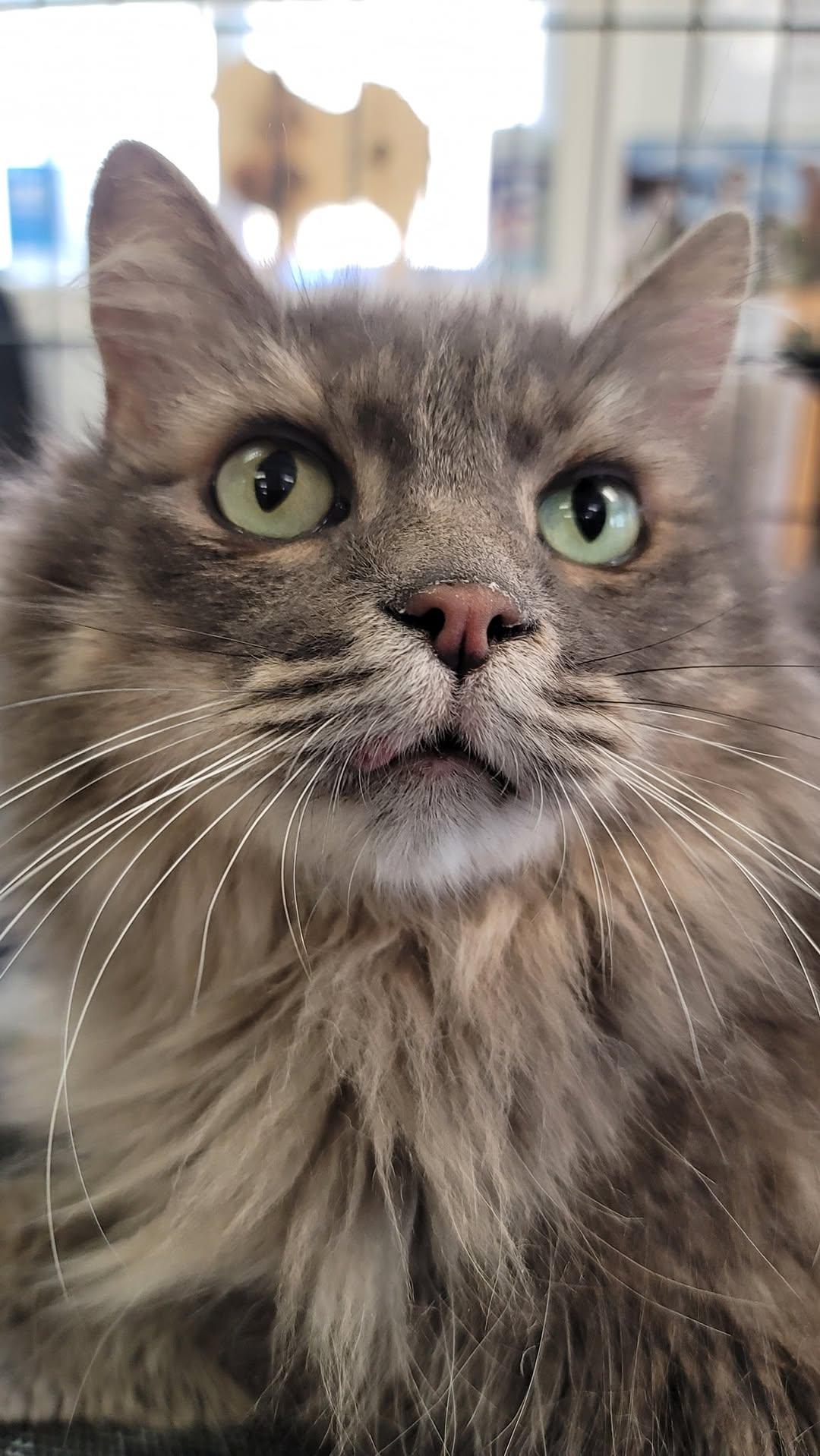 Church, a Adoptable mixed breed in Pocatello, ID image 1/3