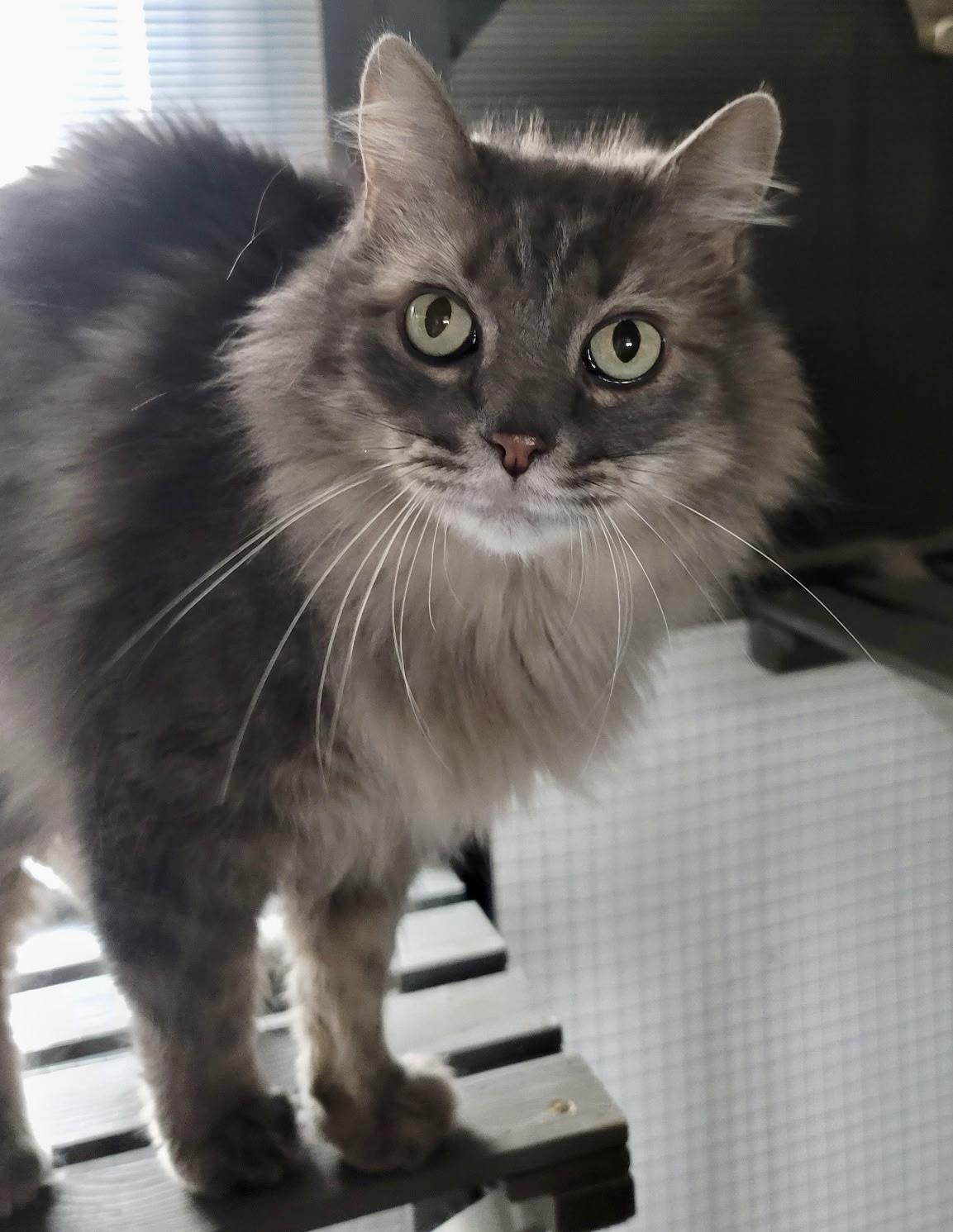 Church, a Adoptable mixed breed in Pocatello, ID image 2/3