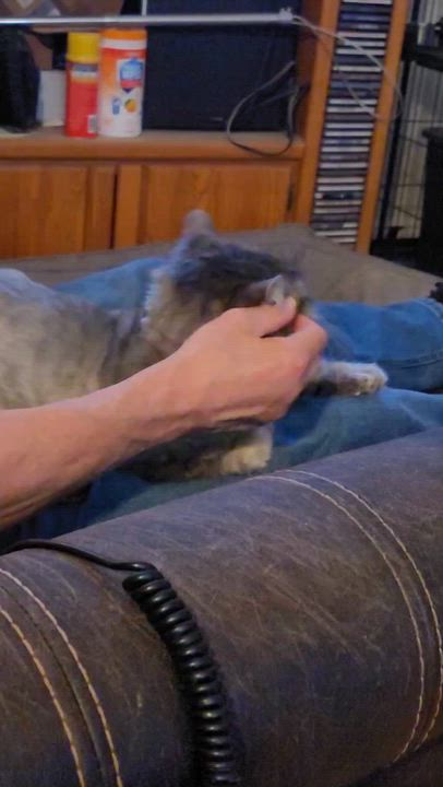 Enlarge Church, a Adoptable mixed breed in Pocatello, ID video 3/3