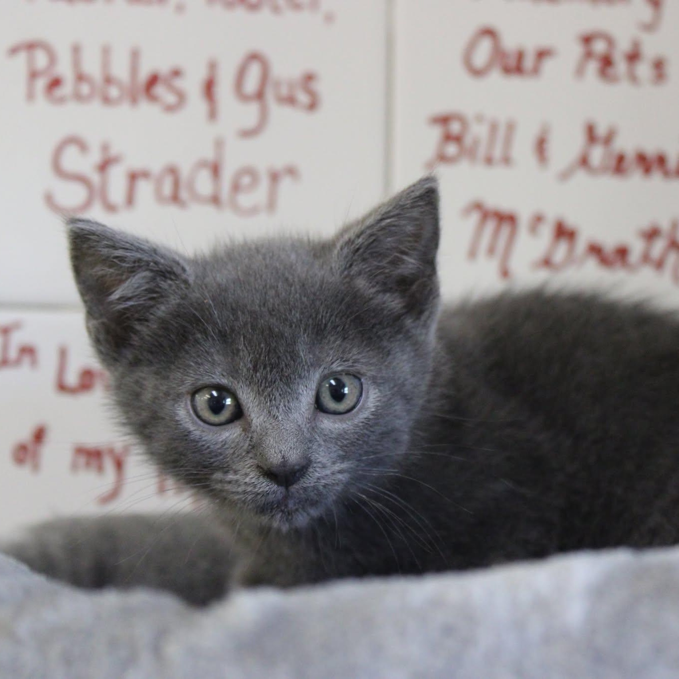 Blueberry, an adopted mixed breed in Weaverville, CA image 3/4