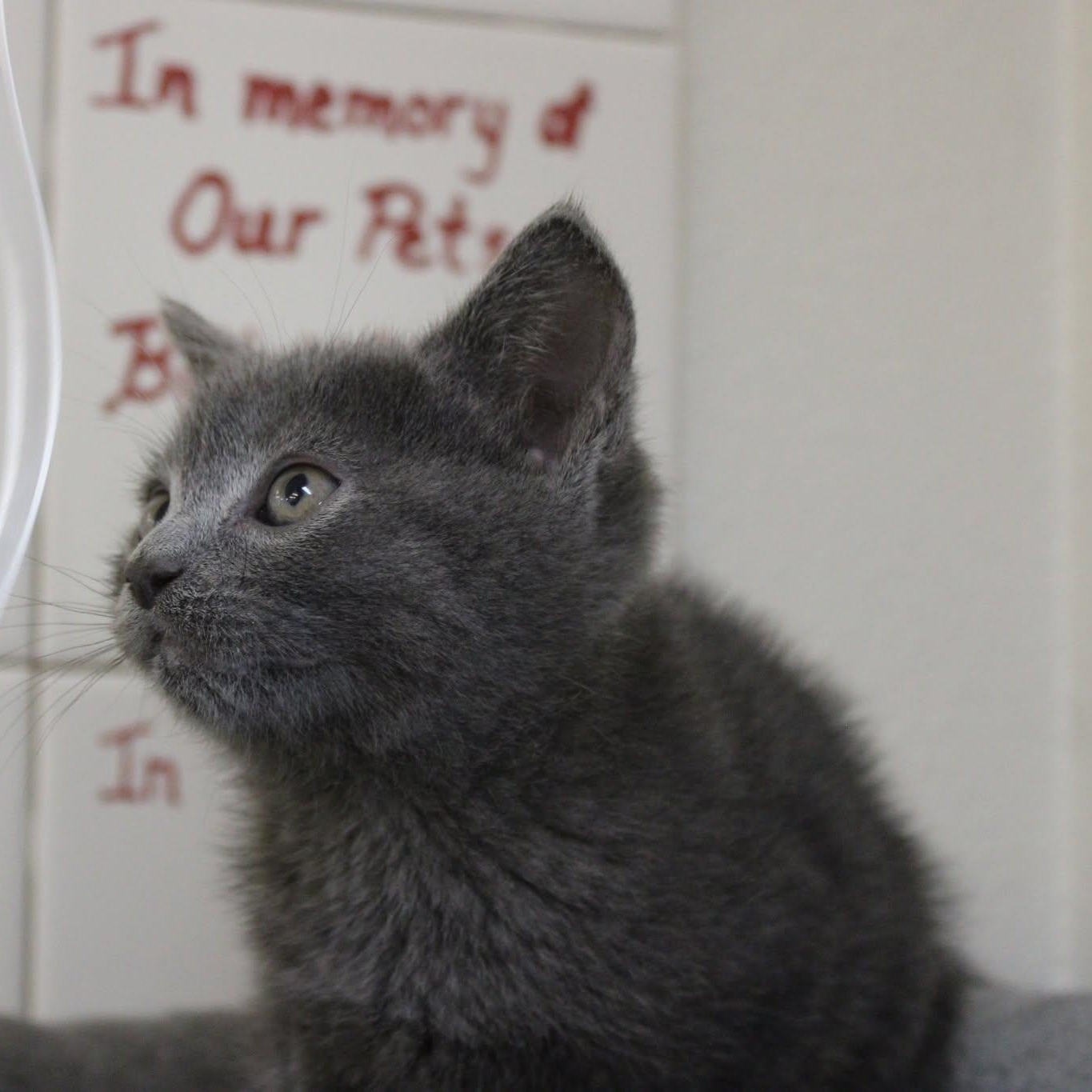 Blueberry, an adopted mixed breed in Weaverville, CA image 2/4