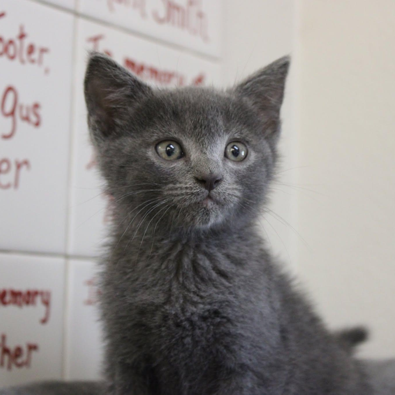 Blueberry, adopted, Kitten Male Domestic Short Hair.