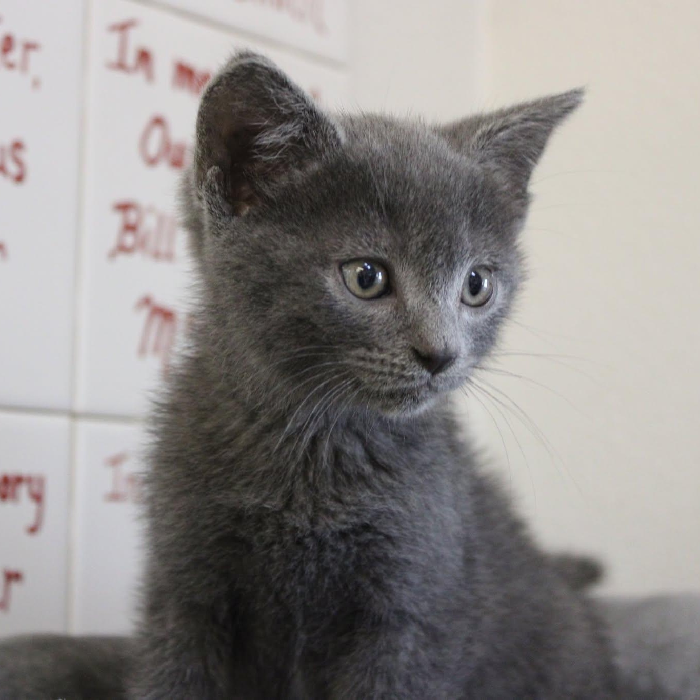 Blueberry, an adopted mixed breed in Weaverville, CA image 4/4