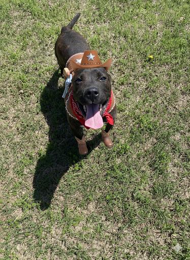 Gunnar, Adoptable, Adult Male Pit Bull Terrier.