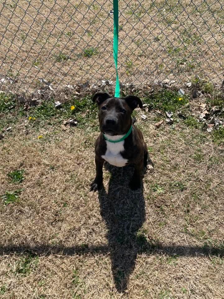 Enlarge Gunnar, a Adoptable mixed breed in Malden, MO image 2/4