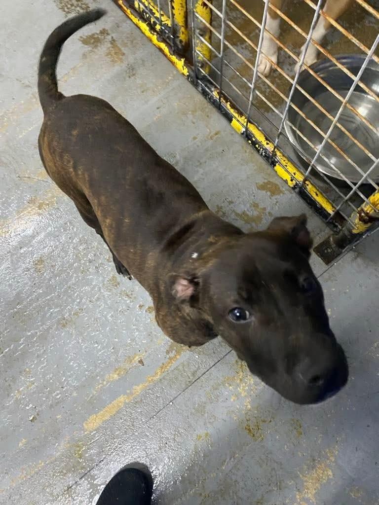 Enlarge Gunnar, a Adoptable mixed breed in Malden, MO image 3/4