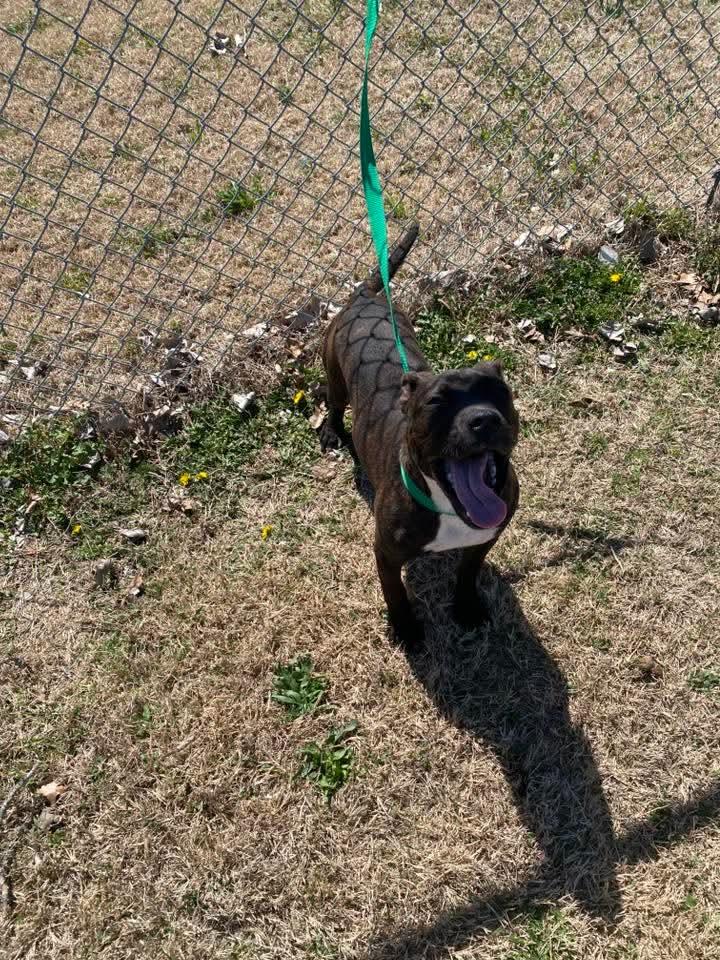 Enlarge Gunnar, a Adoptable mixed breed in Malden, MO image 4/4