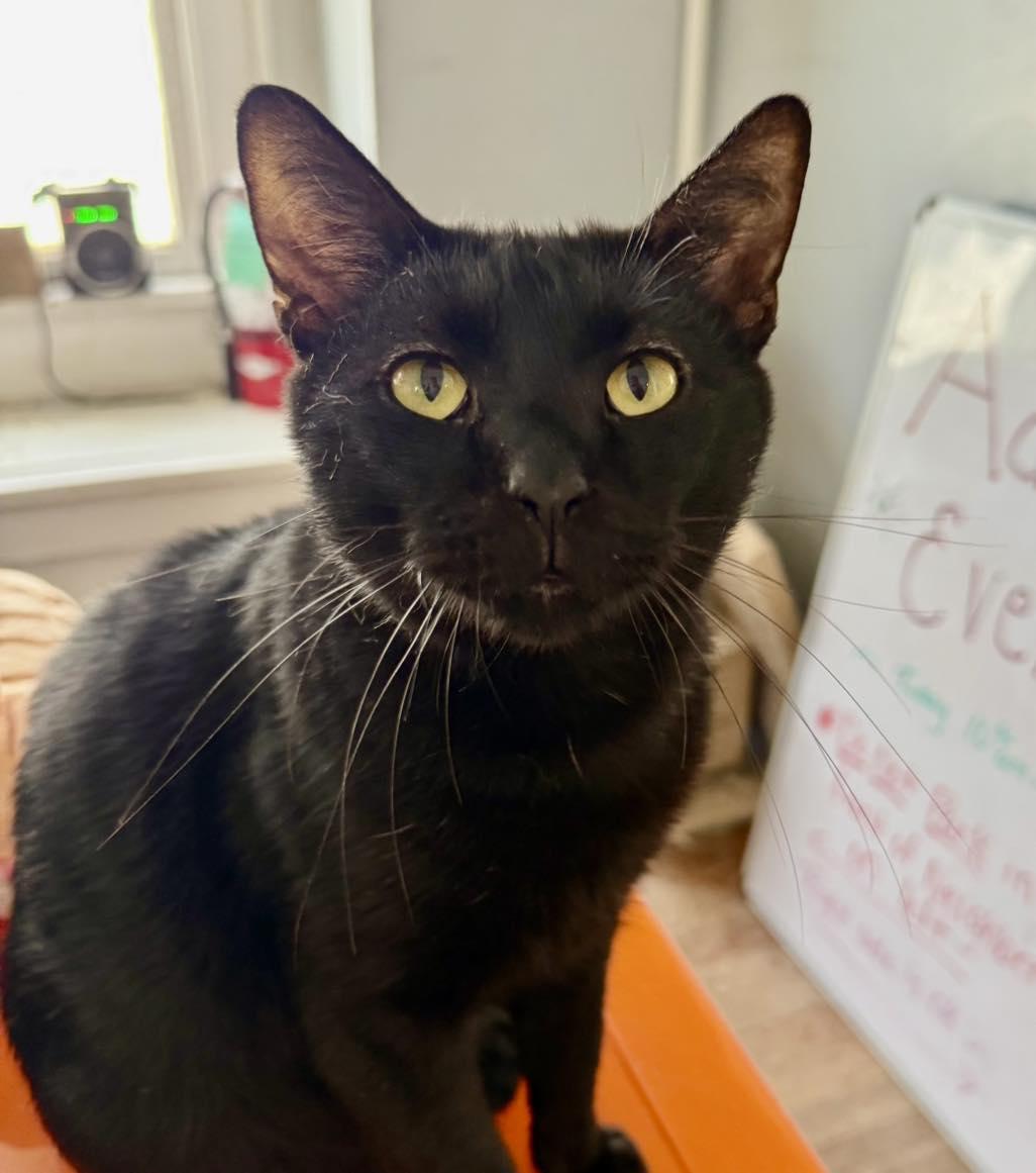 Leonardo, Adoptable, Adult Male Domestic Short Hair.