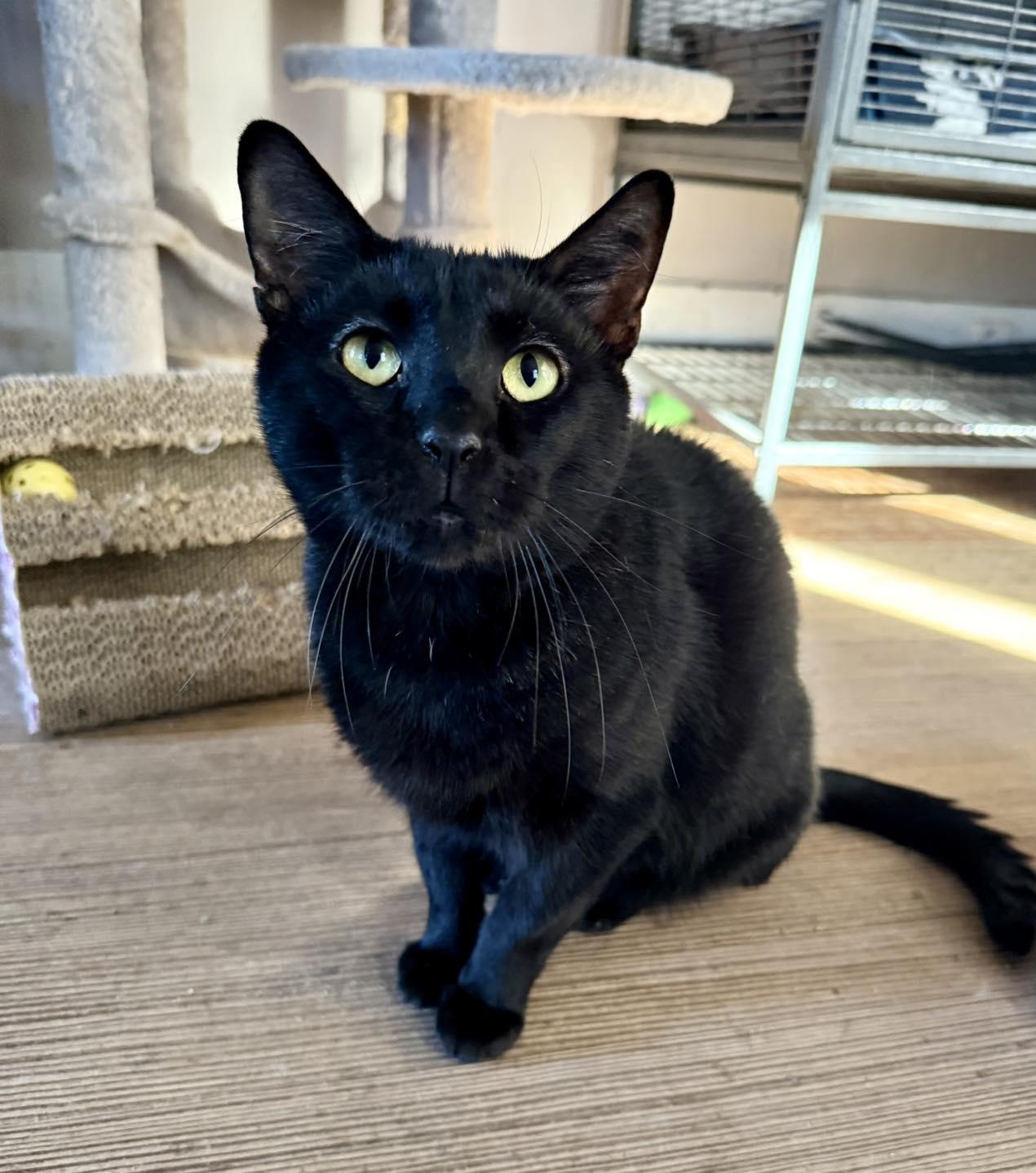 Leonardo, a Adoptable Domestic Short Hair in Shreveport, LA image 2/3