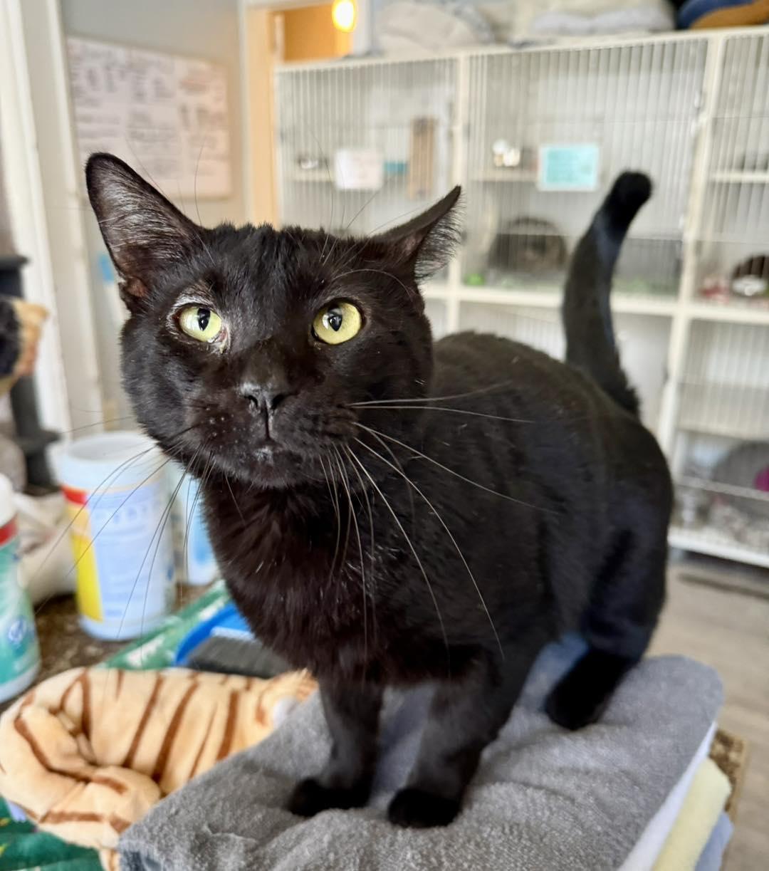 Leonardo, a Adoptable Domestic Short Hair in Shreveport, LA image 3/3