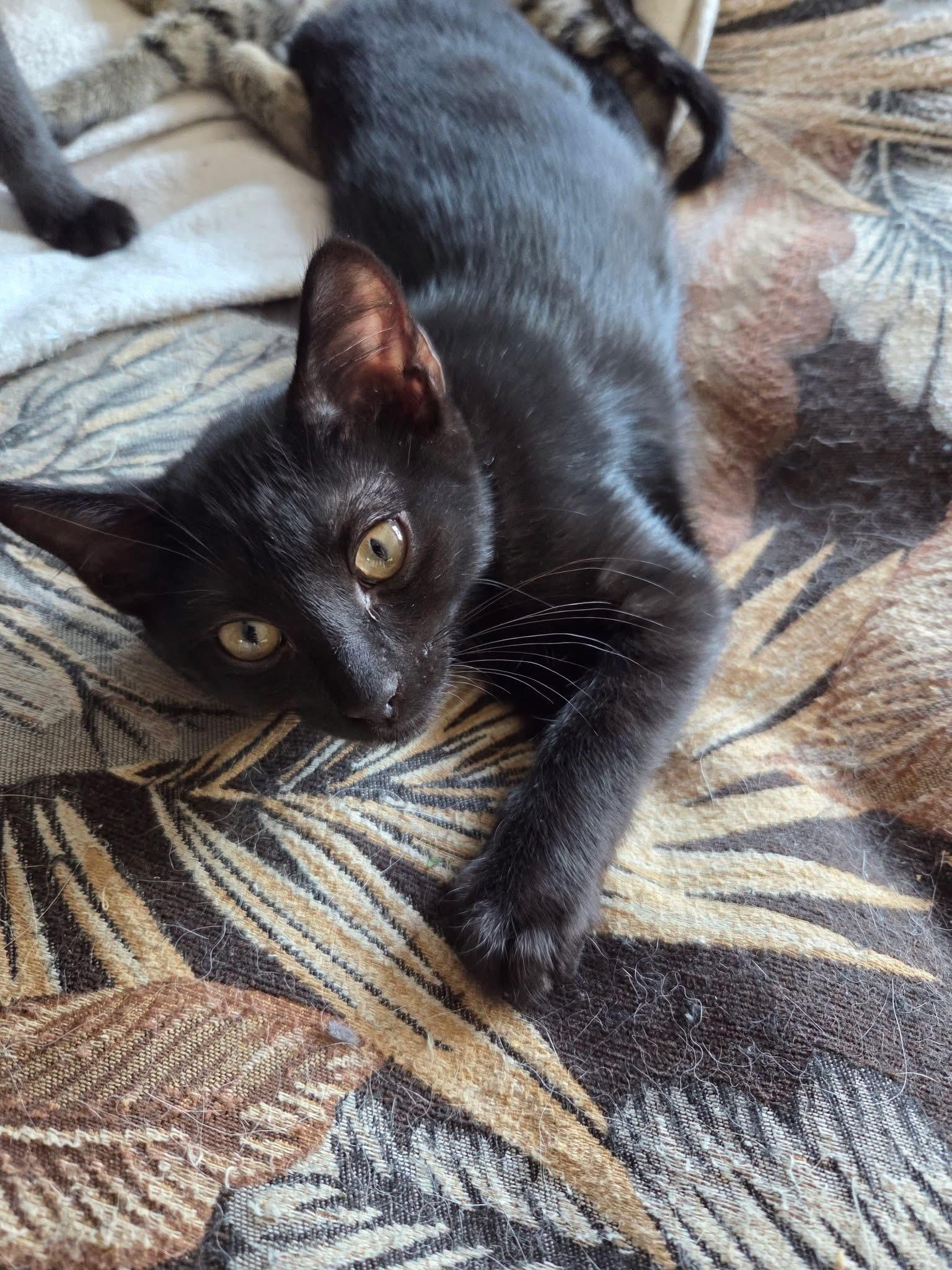 Enlarge Mangosteen, a Adoptable Domestic Short Hair in Manhattan, KS image 3/4