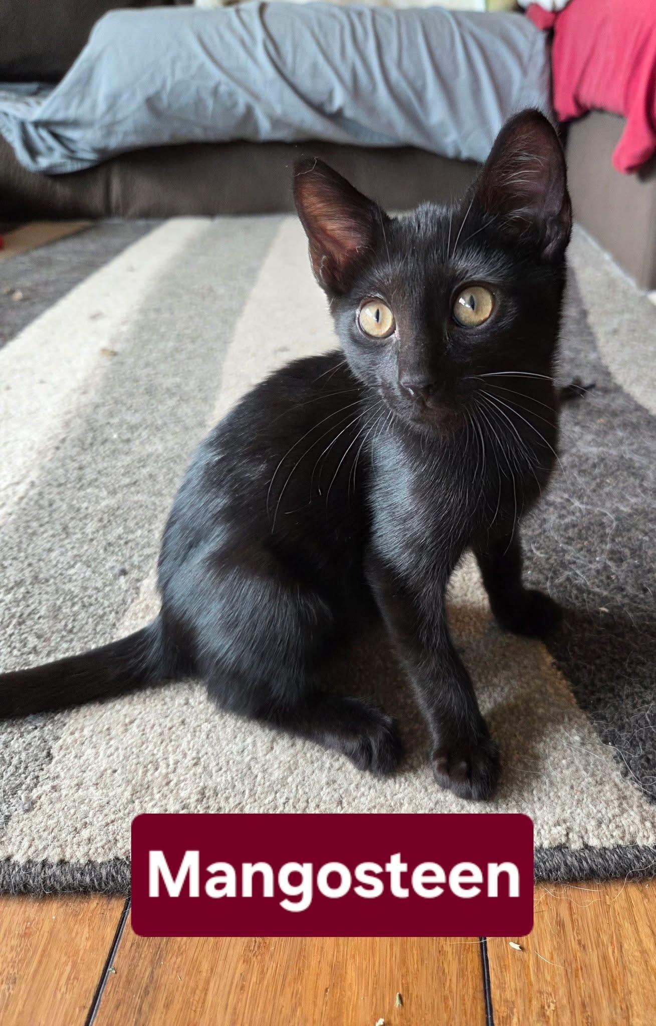 Mangosteen, Adoptable, Kitten Male Domestic Short Hair.