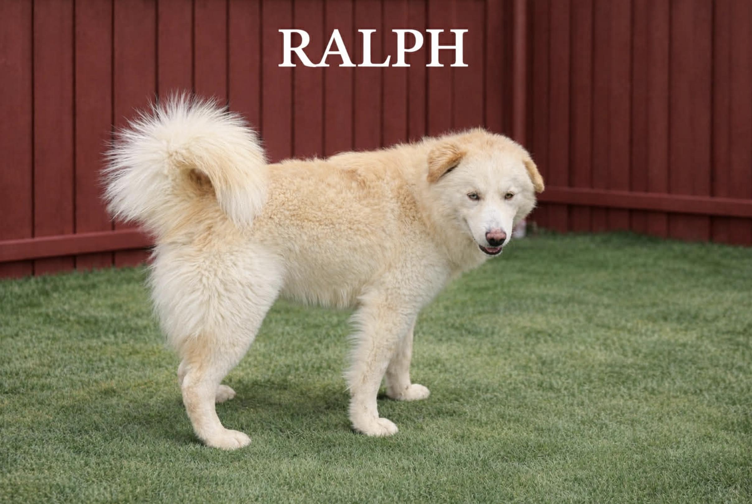 Ralph — thumbnail 3