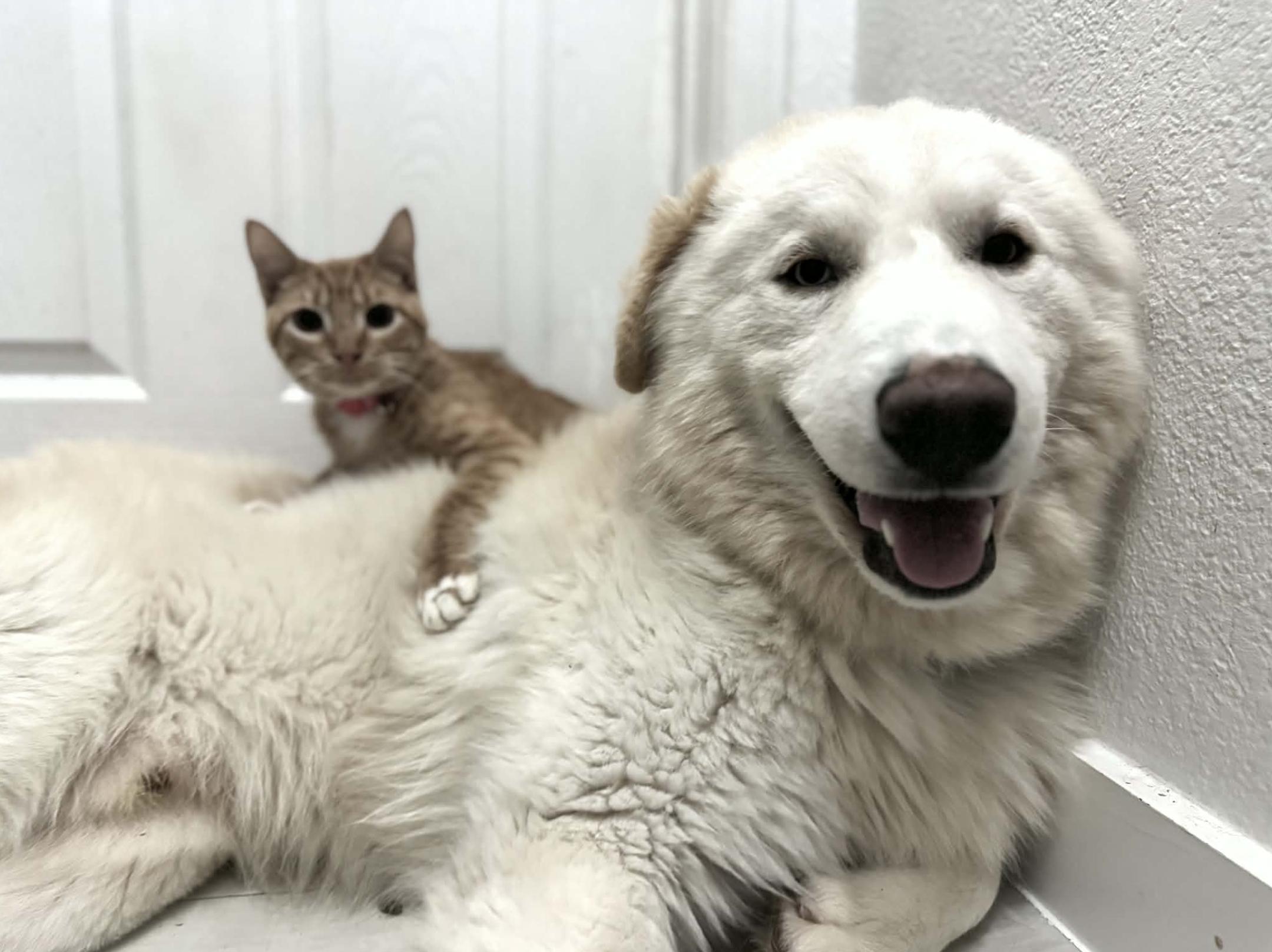 Ralph — thumbnail 4