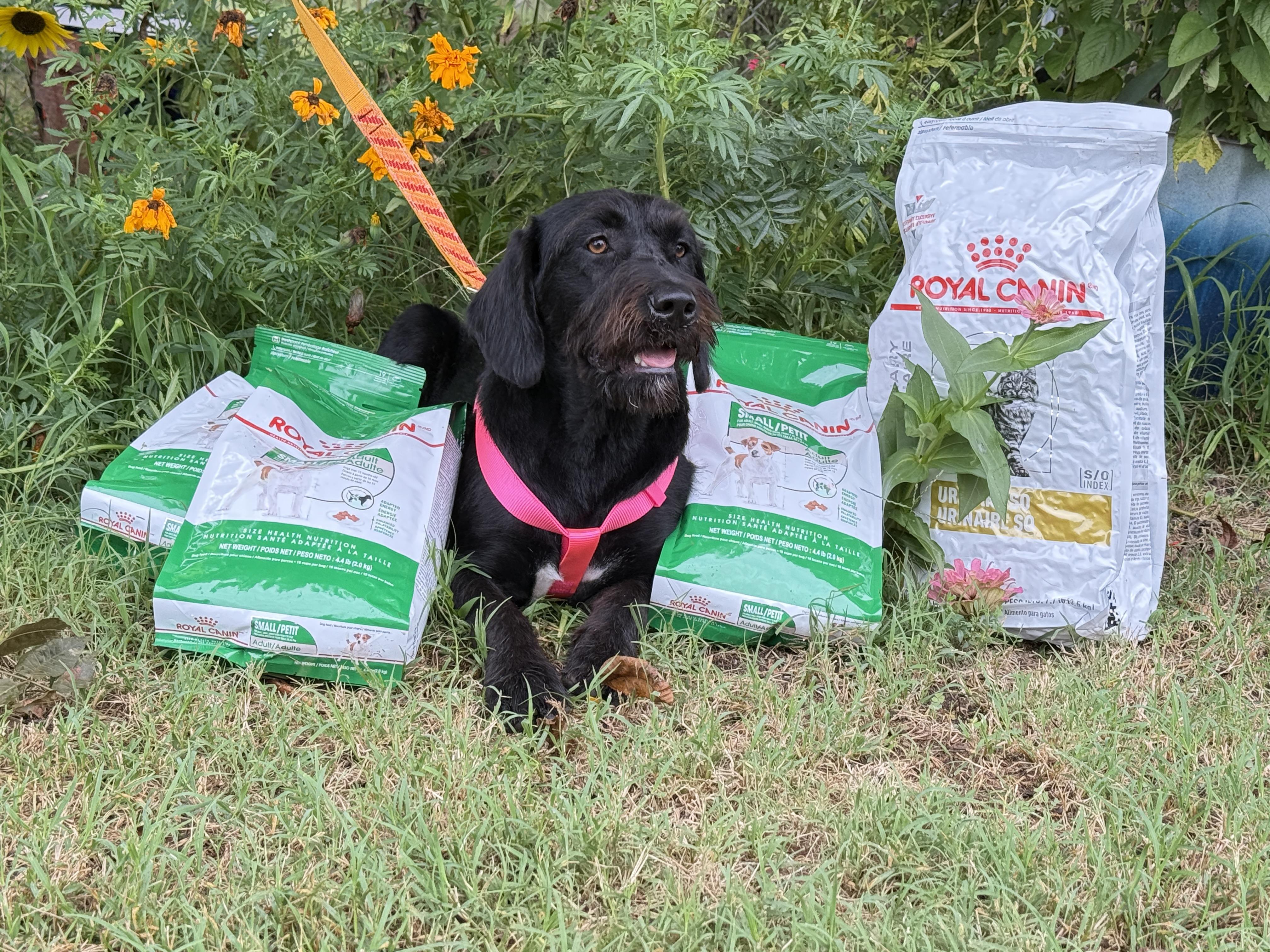 Baby Girl, Adoptable, Young Female Black Labrador Retriever & Poodle.