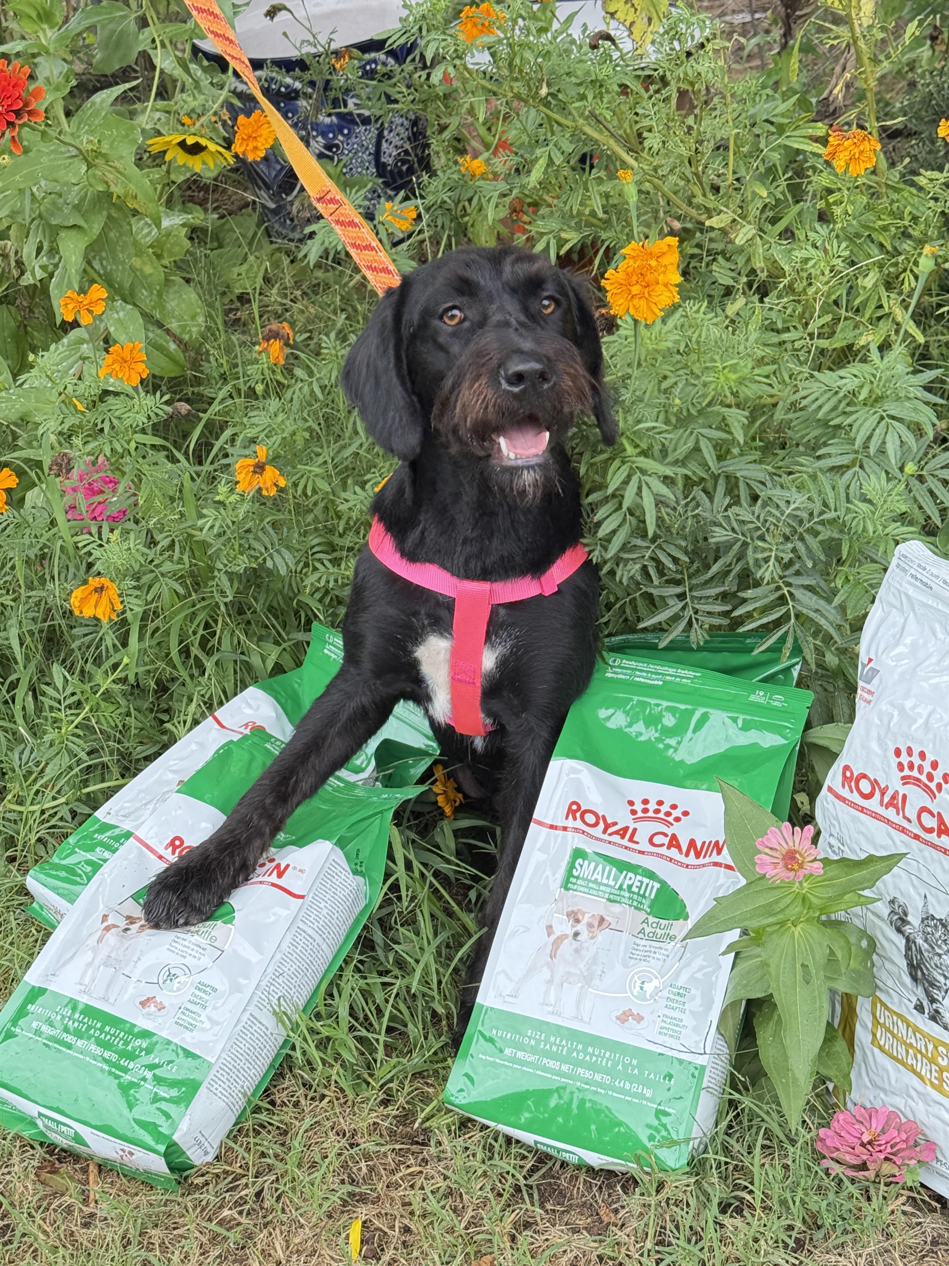 Baby Girl, a Adoptable mixed breed in Prague, OK image 3/3