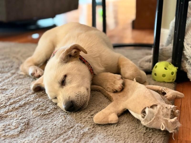 Enlarge Pleaky, a Adoptable mixed breed in Fort Collins, CO image 1/6