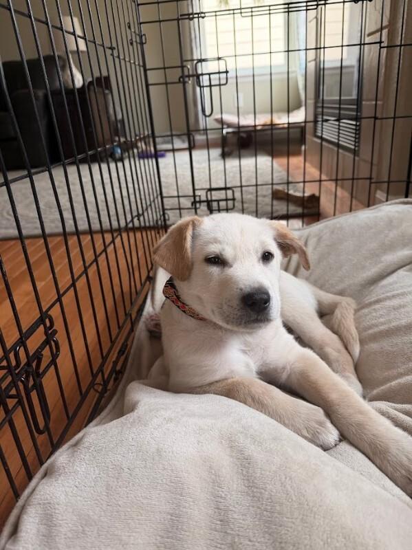 Enlarge Pleaky, a Adoptable mixed breed in Fort Collins, CO image 2/6