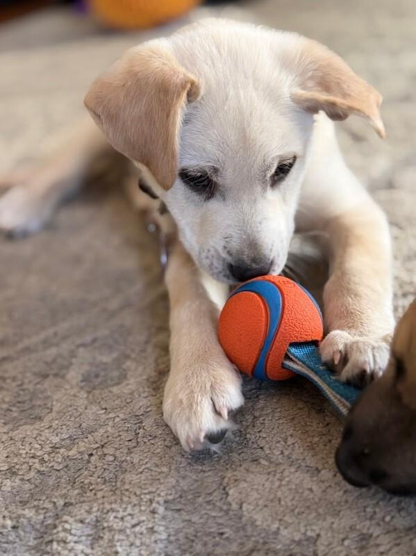 Enlarge Pleaky, a Adoptable mixed breed in Fort Collins, CO image 3/6