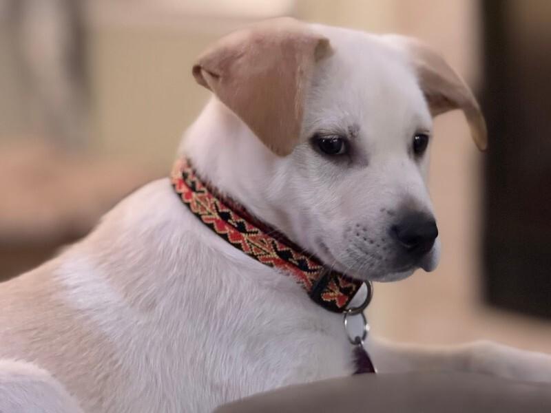 Enlarge Pleaky, a Adoptable mixed breed in Fort Collins, CO image 4/6