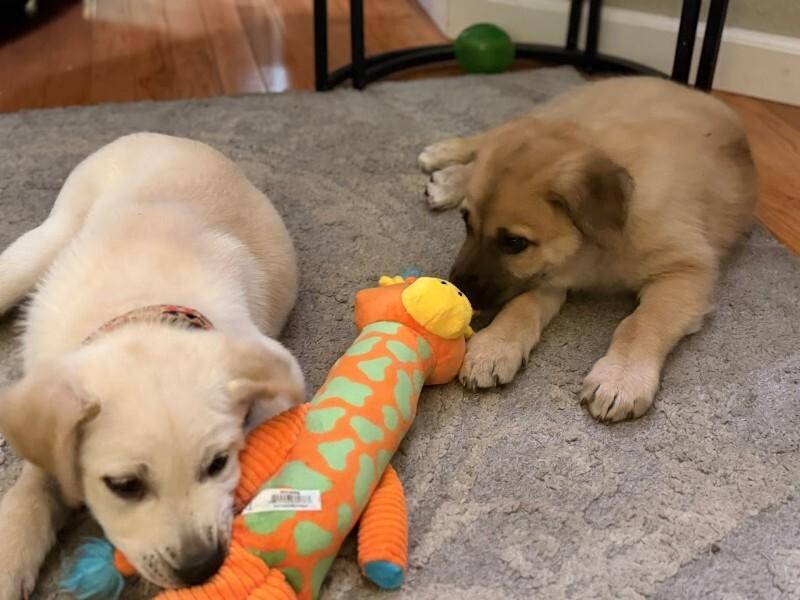 Enlarge Pleaky, a Adoptable mixed breed in Fort Collins, CO image 5/6