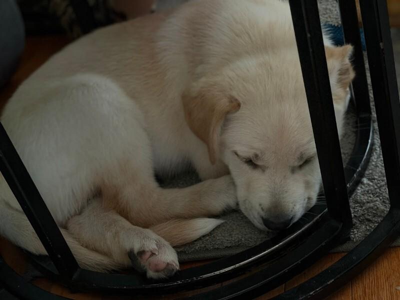 Enlarge Pleaky, a Adoptable mixed breed in Fort Collins, CO image 6/6