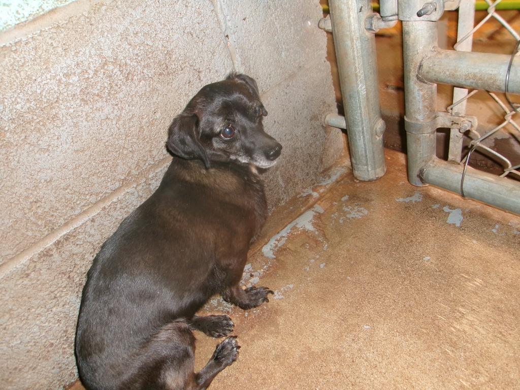 Hera, Adoptable, Adult Female Chihuahua.