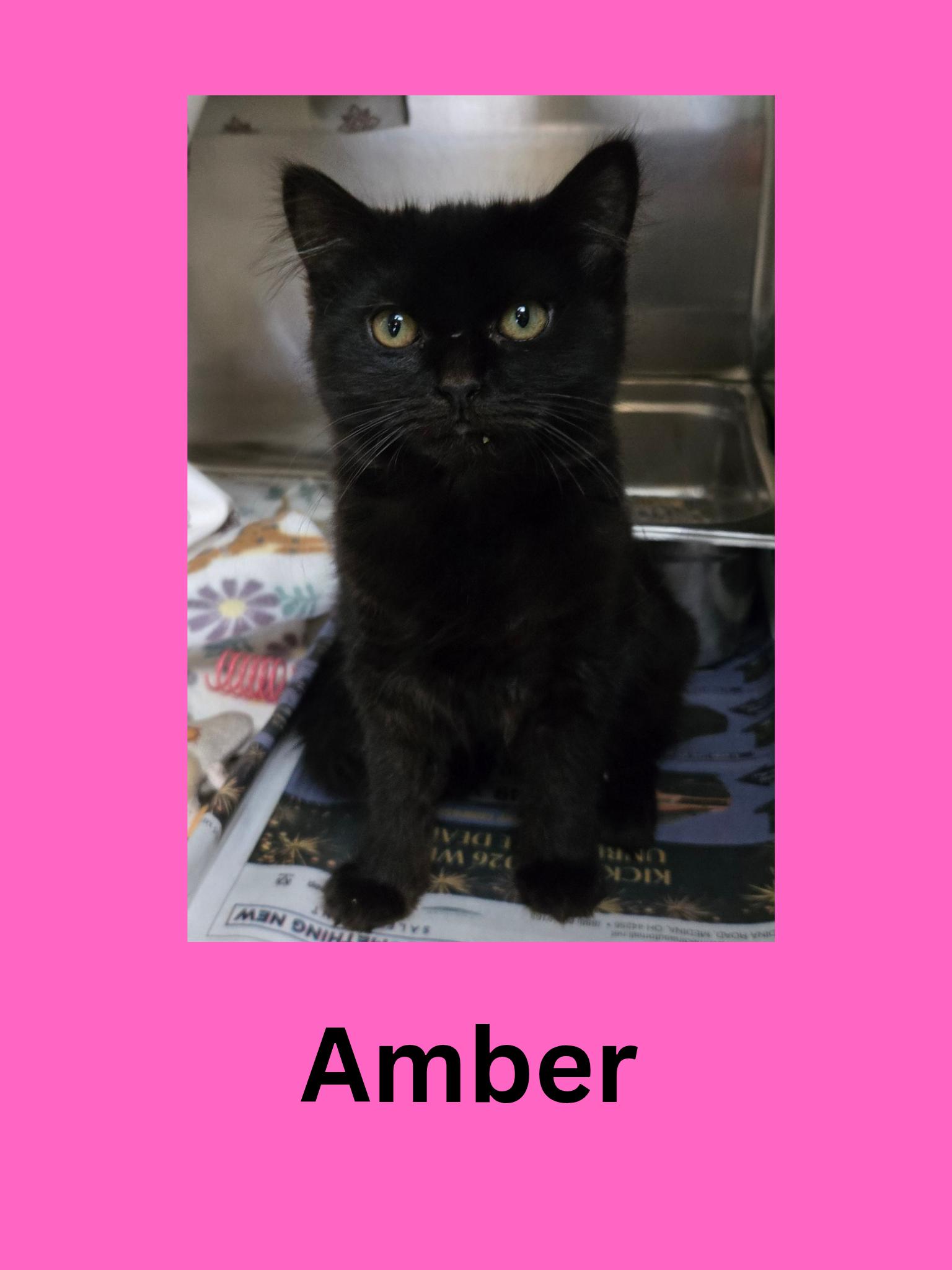 Enlarge Amber, an adopted Domestic Medium Hair in Ravenna, OH image 1/1