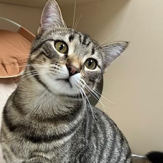 Milton, Adoptable, Adult Male Domestic Short Hair & Domestic Short Hair.