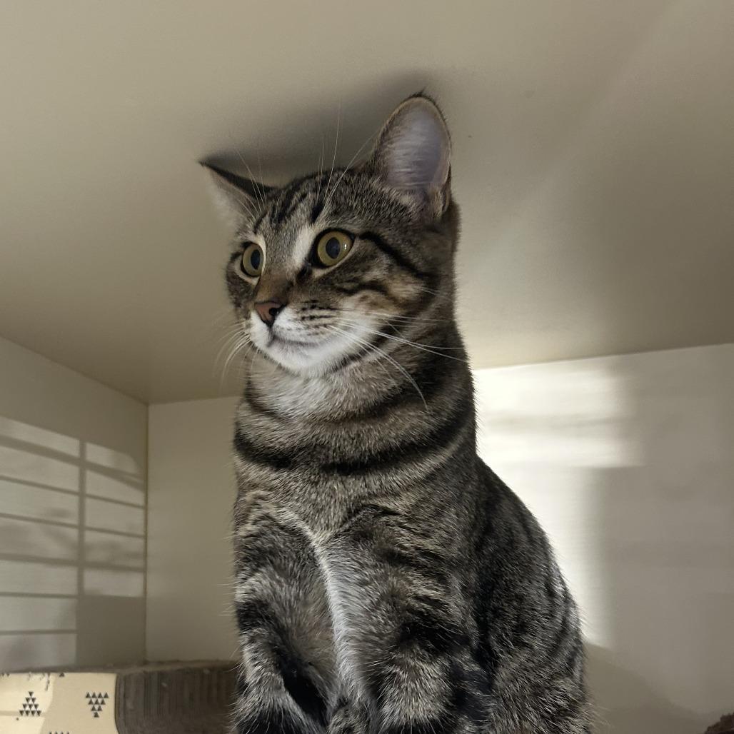 Milton, a Adoptable mixed breed in La Grange, KY image 2/3