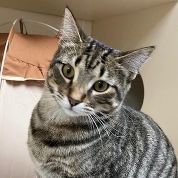 Milton, a Adoptable mixed breed in La Grange, KY image 3/3