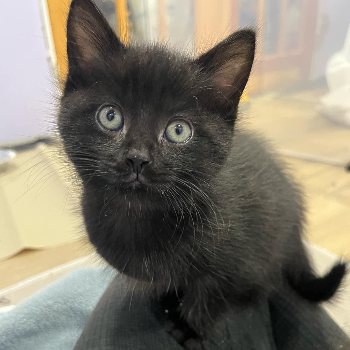 Chili, Baby Male unknown