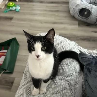 Enlarge Alfredo, an adopted Domestic Short Hair in Queen Creek, AZ image 4/5