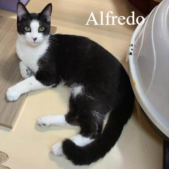 Enlarge Alfredo, an adopted Domestic Short Hair in Queen Creek, AZ image 1/5