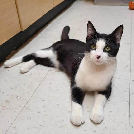 Enlarge Alfredo, an adopted Domestic Short Hair in Queen Creek, AZ image 5/5