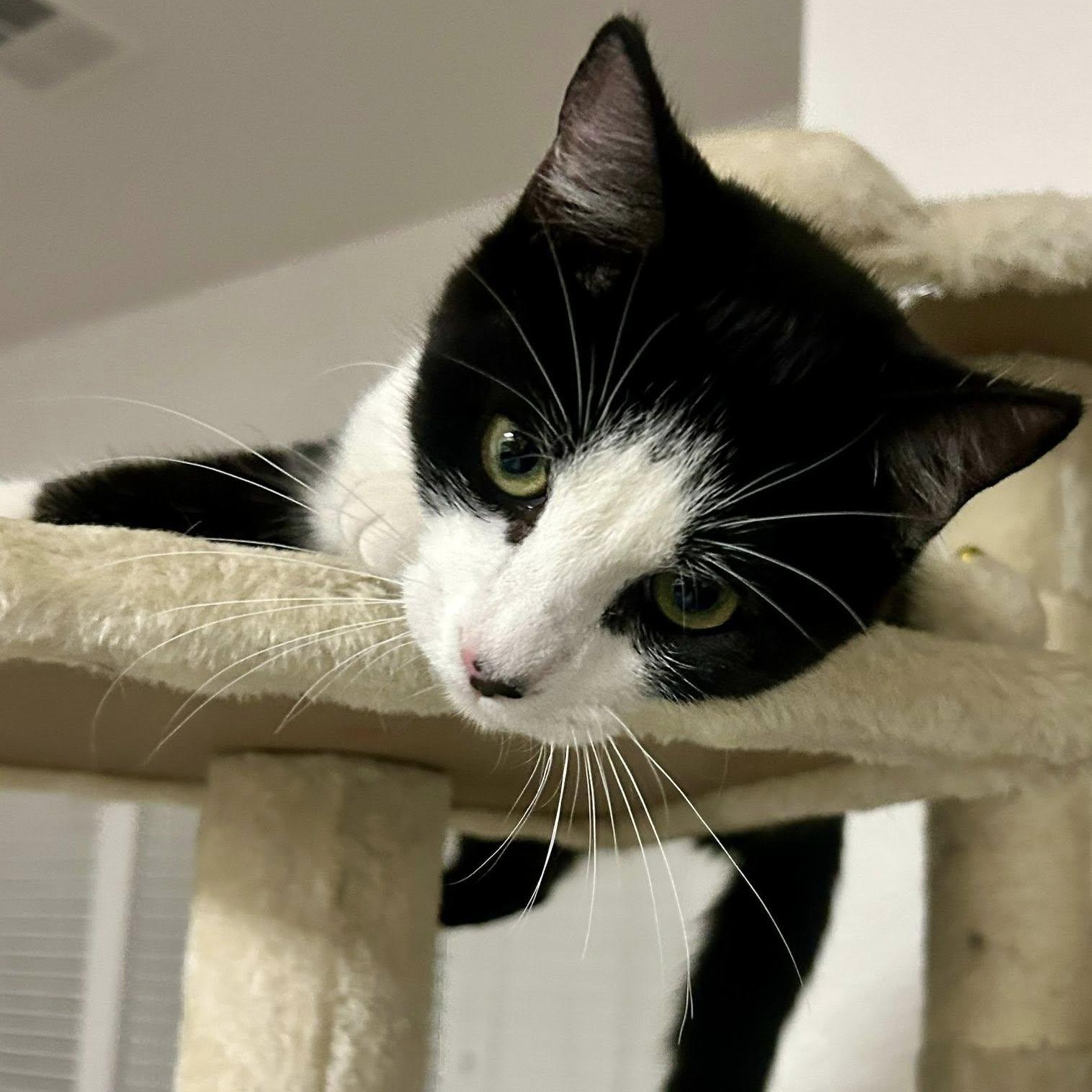 Enlarge Alfredo, an adopted Domestic Short Hair in Queen Creek, AZ image 3/5