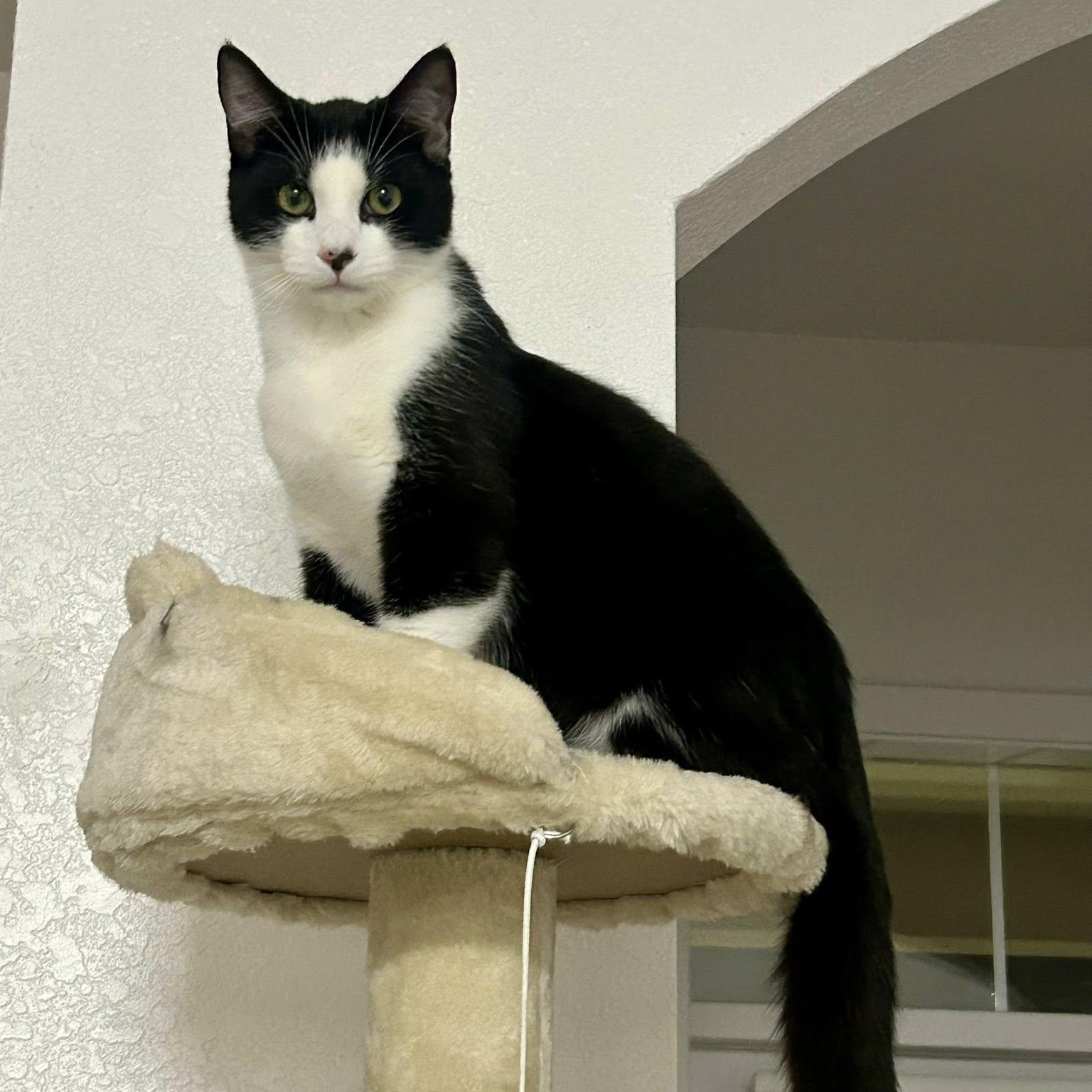 Enlarge Alfredo, an adopted Domestic Short Hair in Queen Creek, AZ image 2/5