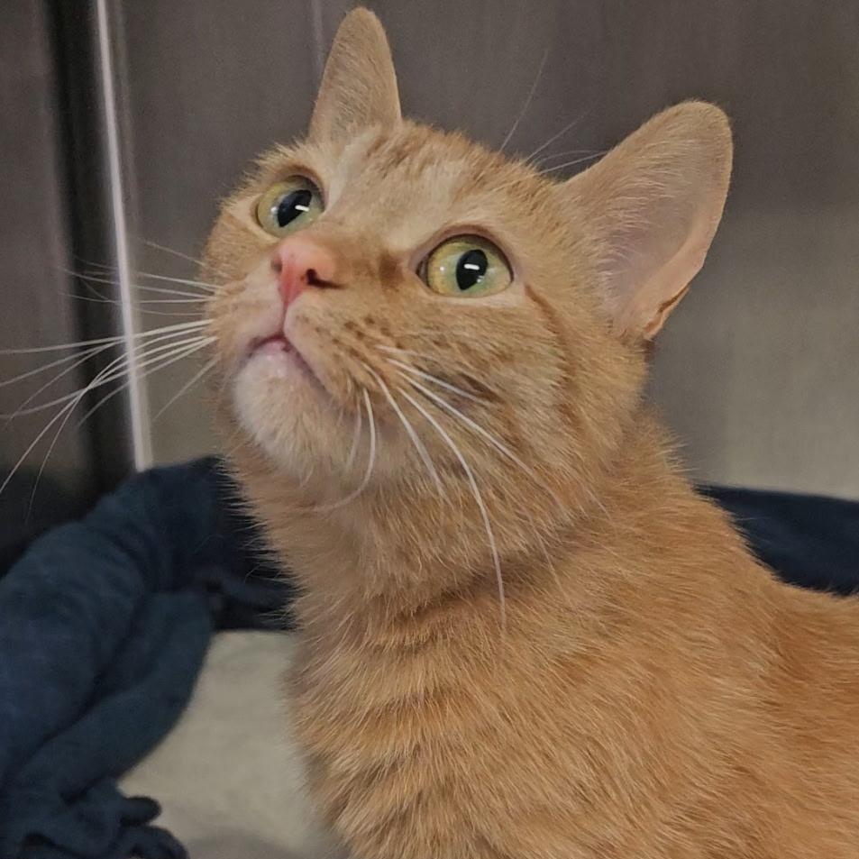 Enlarge Bisque, a ADOPTABLE mixed breed in Mount Pleasant, MI image 2/2