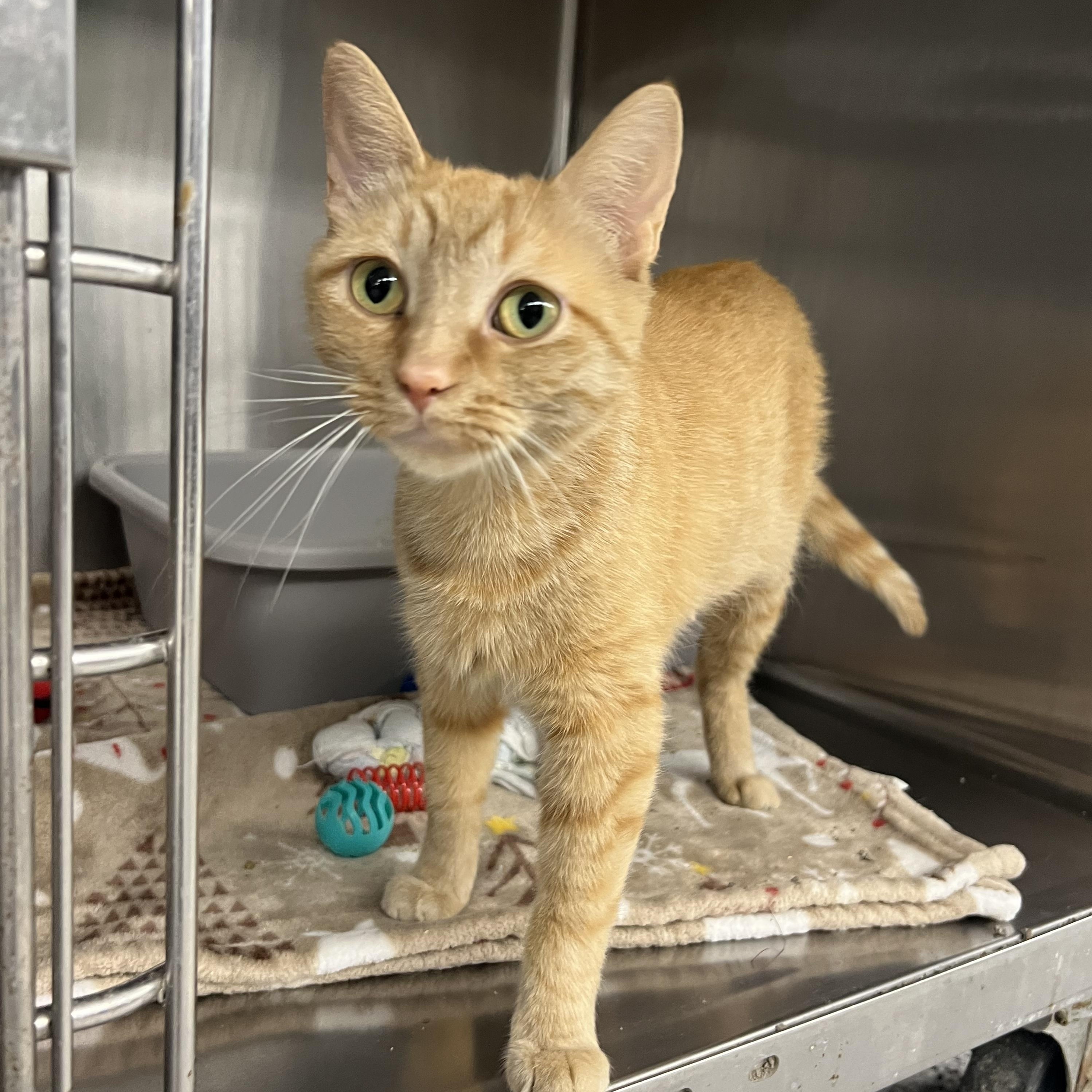 Bisque, ADOPTABLE, Adult Female Domestic Short Hair.