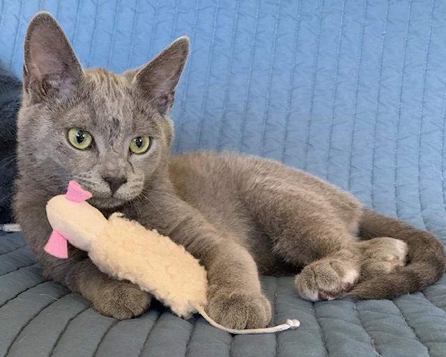 Ghost, adopted, Kitten Male Russian Blue.