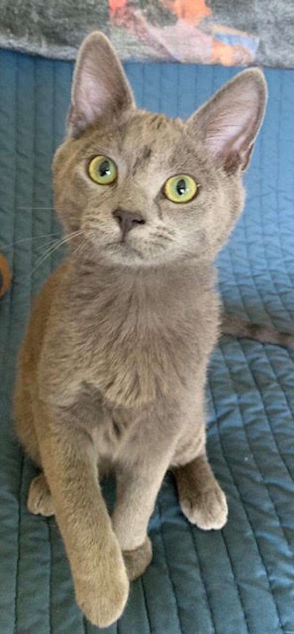 Enlarge Ghost, an adopted mixed breed in York, NE image 2/6