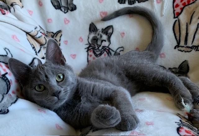 Enlarge Ghost, an adopted mixed breed in York, NE image 4/6