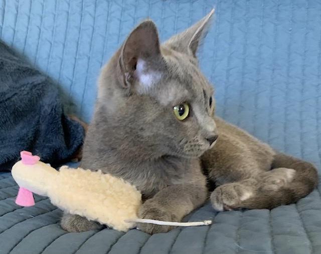 Enlarge Ghost, an adopted mixed breed in York, NE image 5/6