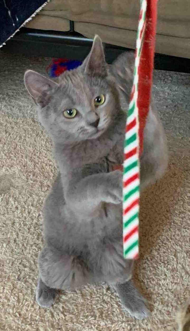 Enlarge Ghost, an adopted mixed breed in York, NE image 3/6