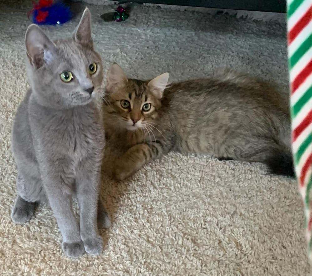 Enlarge Ghost, an adopted mixed breed in York, NE image 6/6