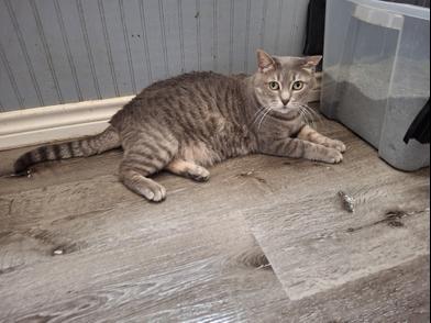 Frosty, Senior Female Domestic Short Hair