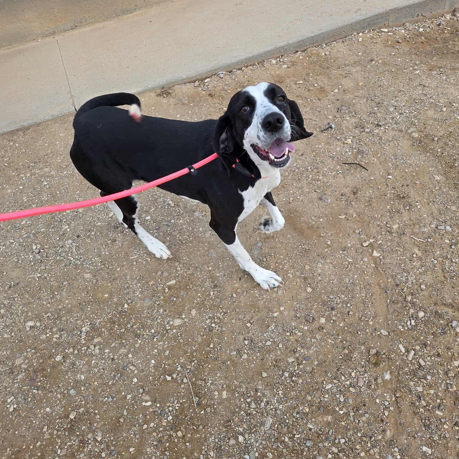 Enlarge Tippie, a ADOPTABLE mixed breed in Roosevelt, UT image 2/3