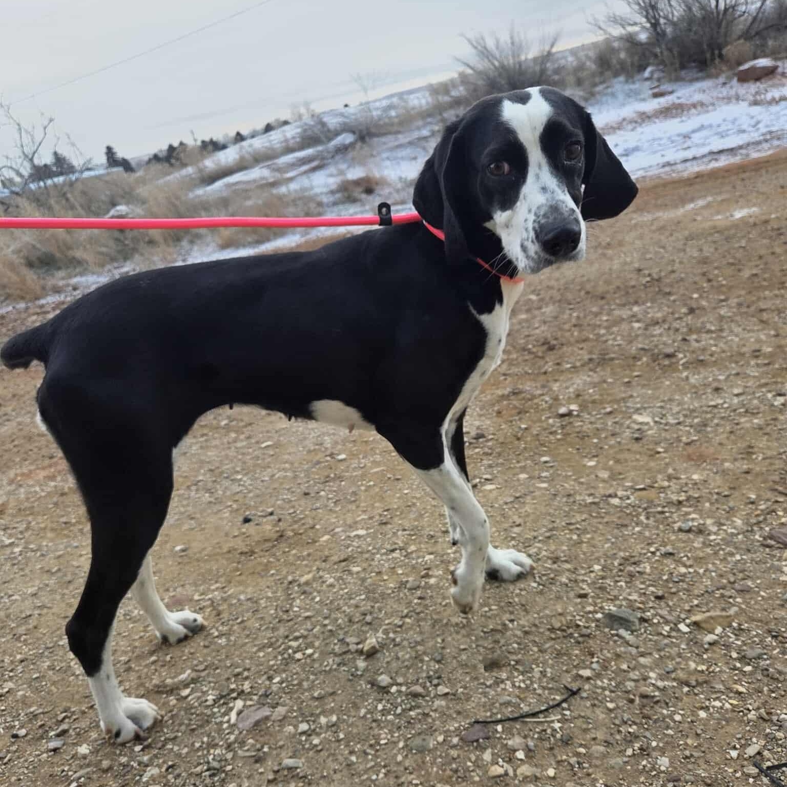 Enlarge Tippie, a ADOPTABLE mixed breed in Roosevelt, UT image 3/3