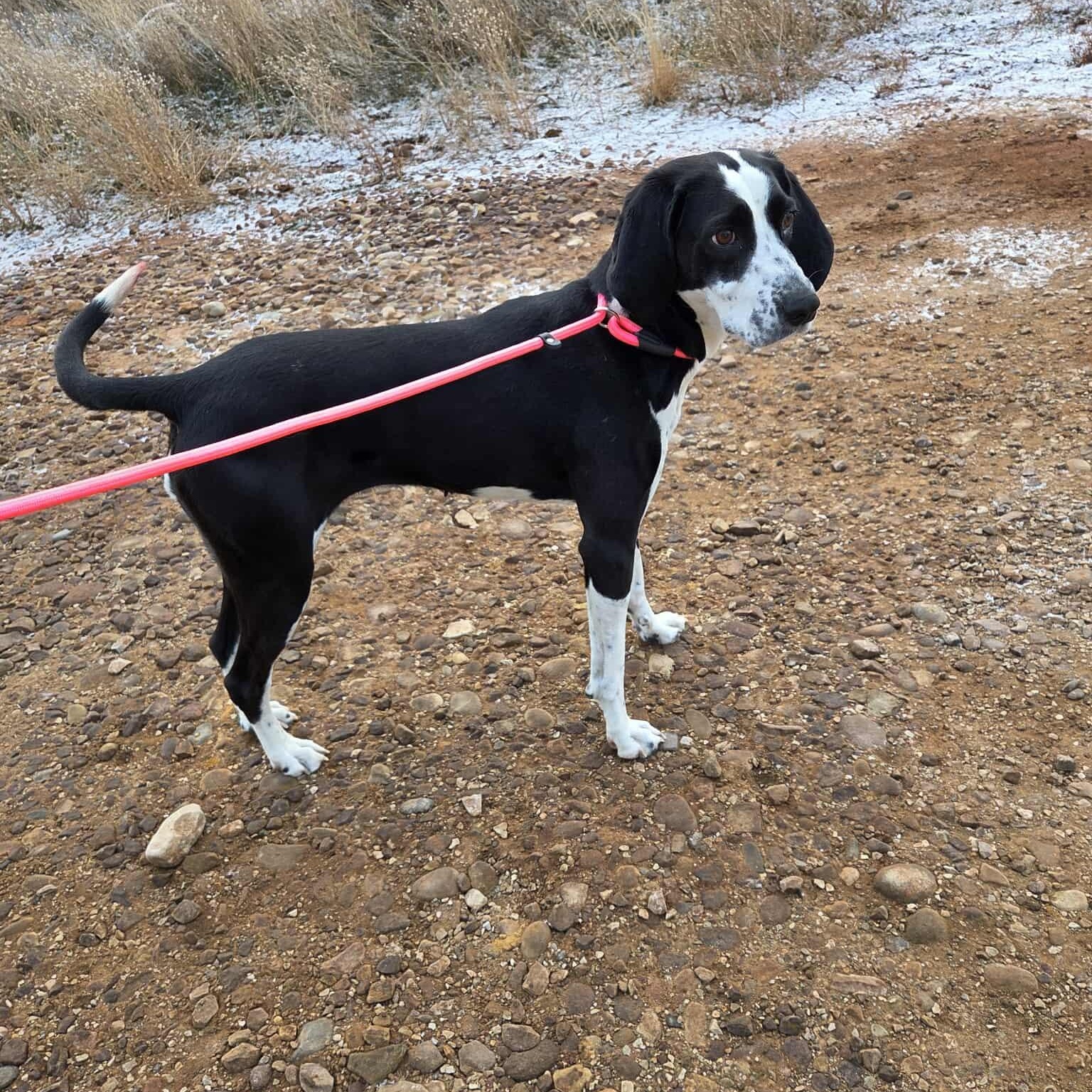 Tippie, ADOPTABLE, Adult Female Hound.